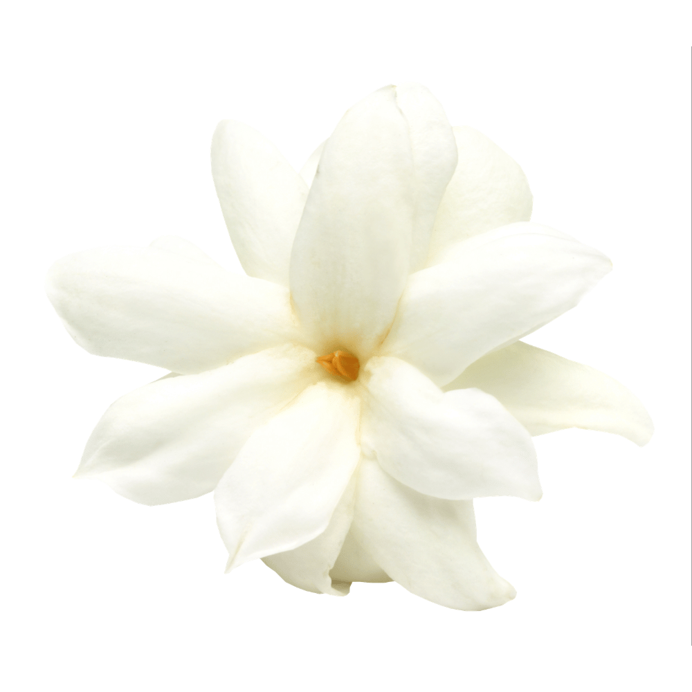 Jasmine