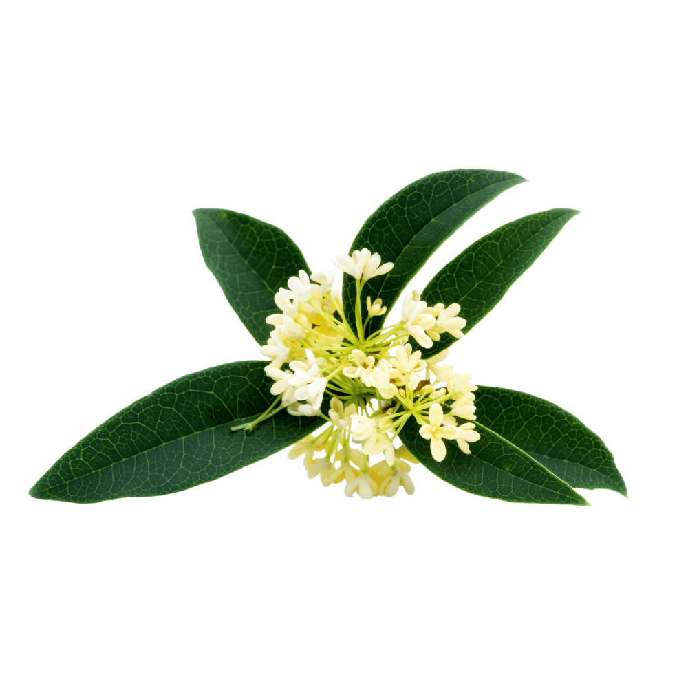 Osmanthus